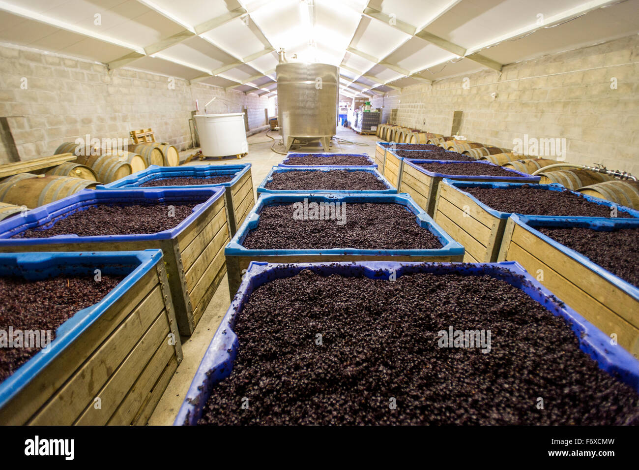 Grape mash; Paarl, Western Cape, South Africa Stock Photo
