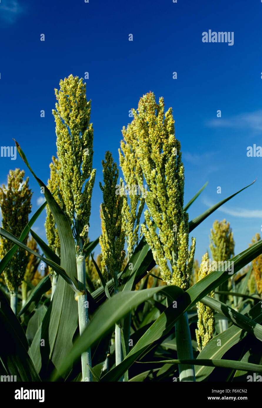 Immature grain hires stock photography and images Alamy