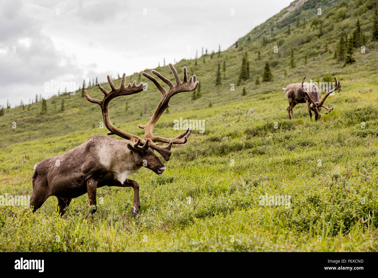 Caribou eating grass america hi-res stock photography and images - Alamy