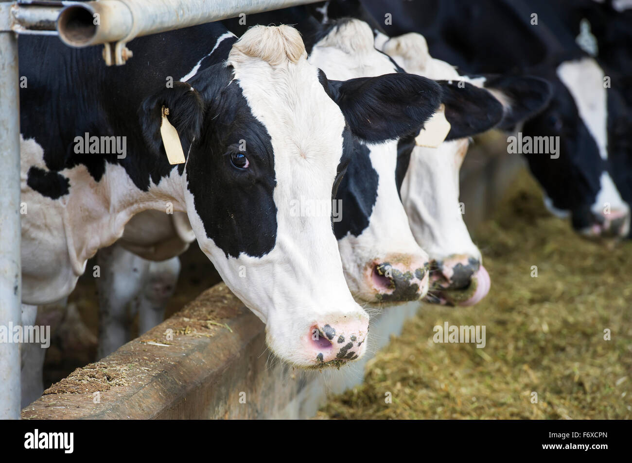 Cows on a dairy farm; Cullinan, Gautang, South Africa Stock Photo Alamy