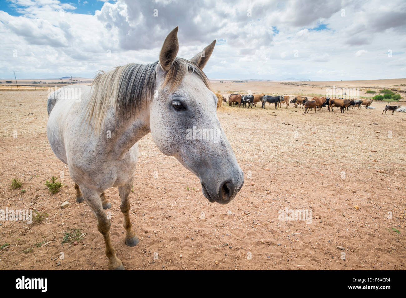 Horse with cows in the background; Cape Town, Western Cape, South Africa Stock Photo