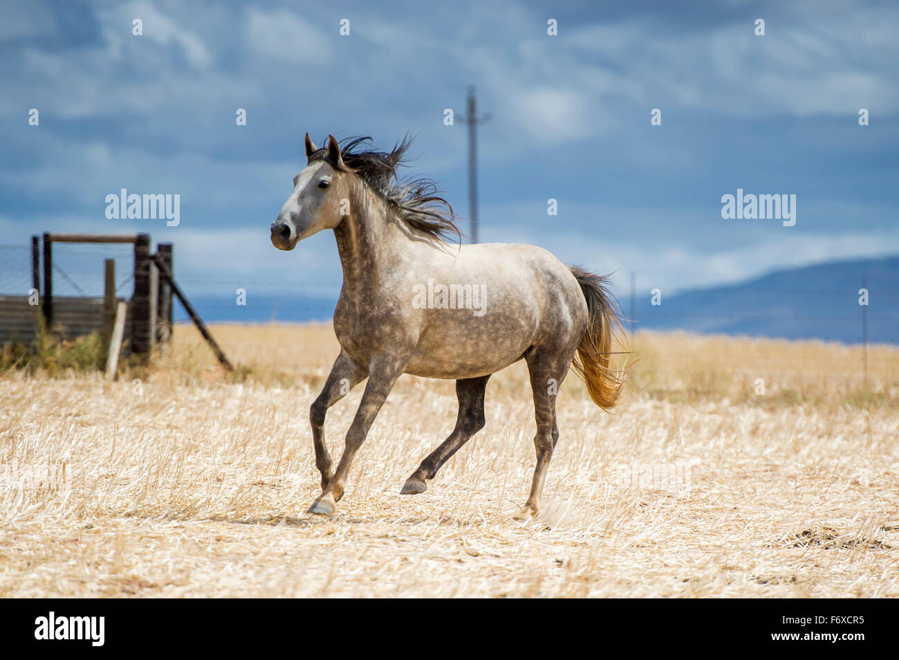 Horse running in a field; Cape Town, Western Cape, South Africa Stock Photo