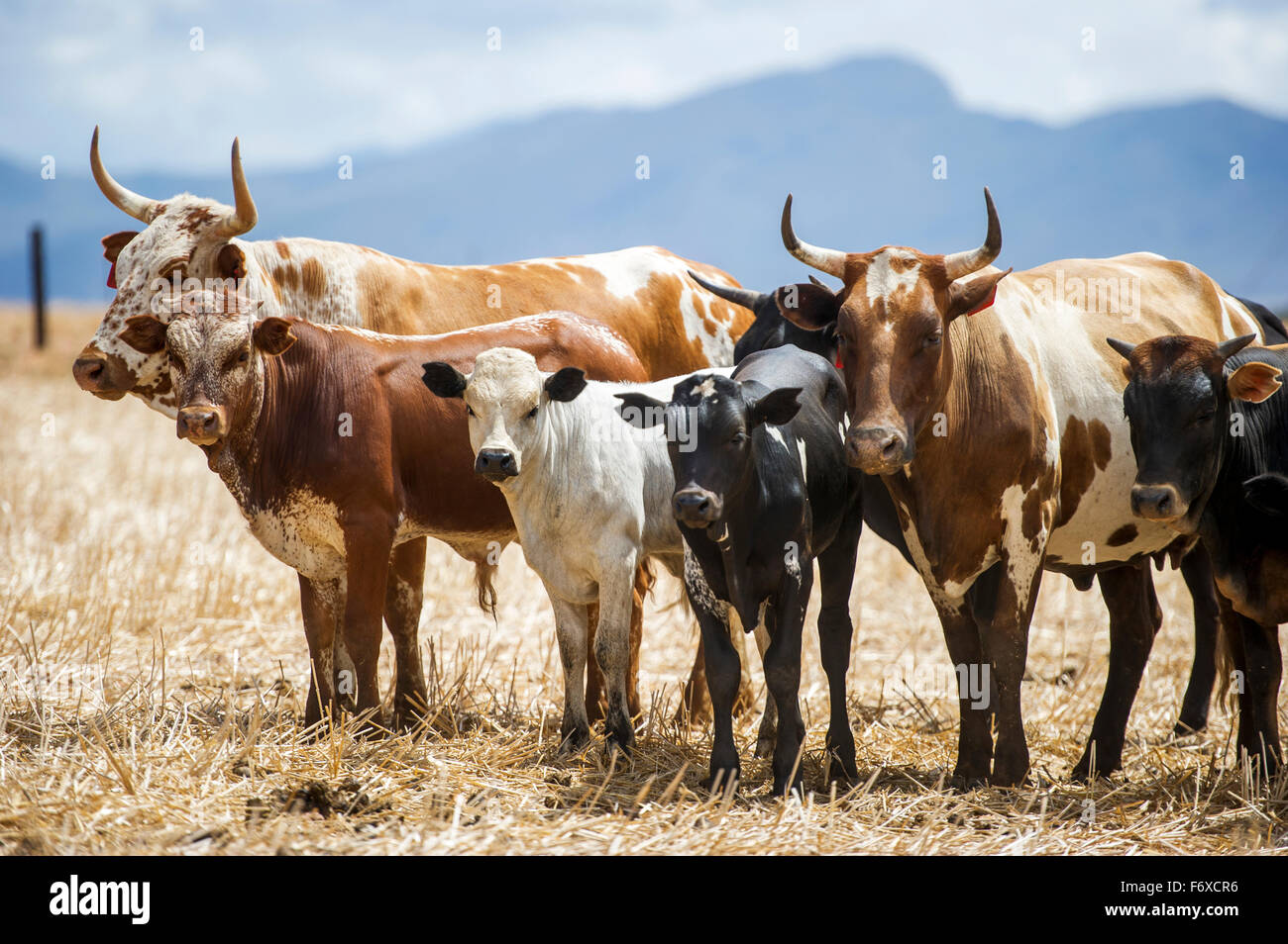 Nguni cattle; Cape Town, Western Cape, South Africa Stock Photo Alamy