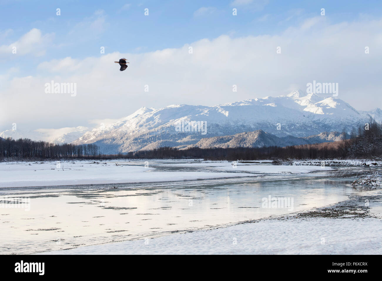 Bald eagle flying over the Chilkat river in early winter near sunset. Stock Photo