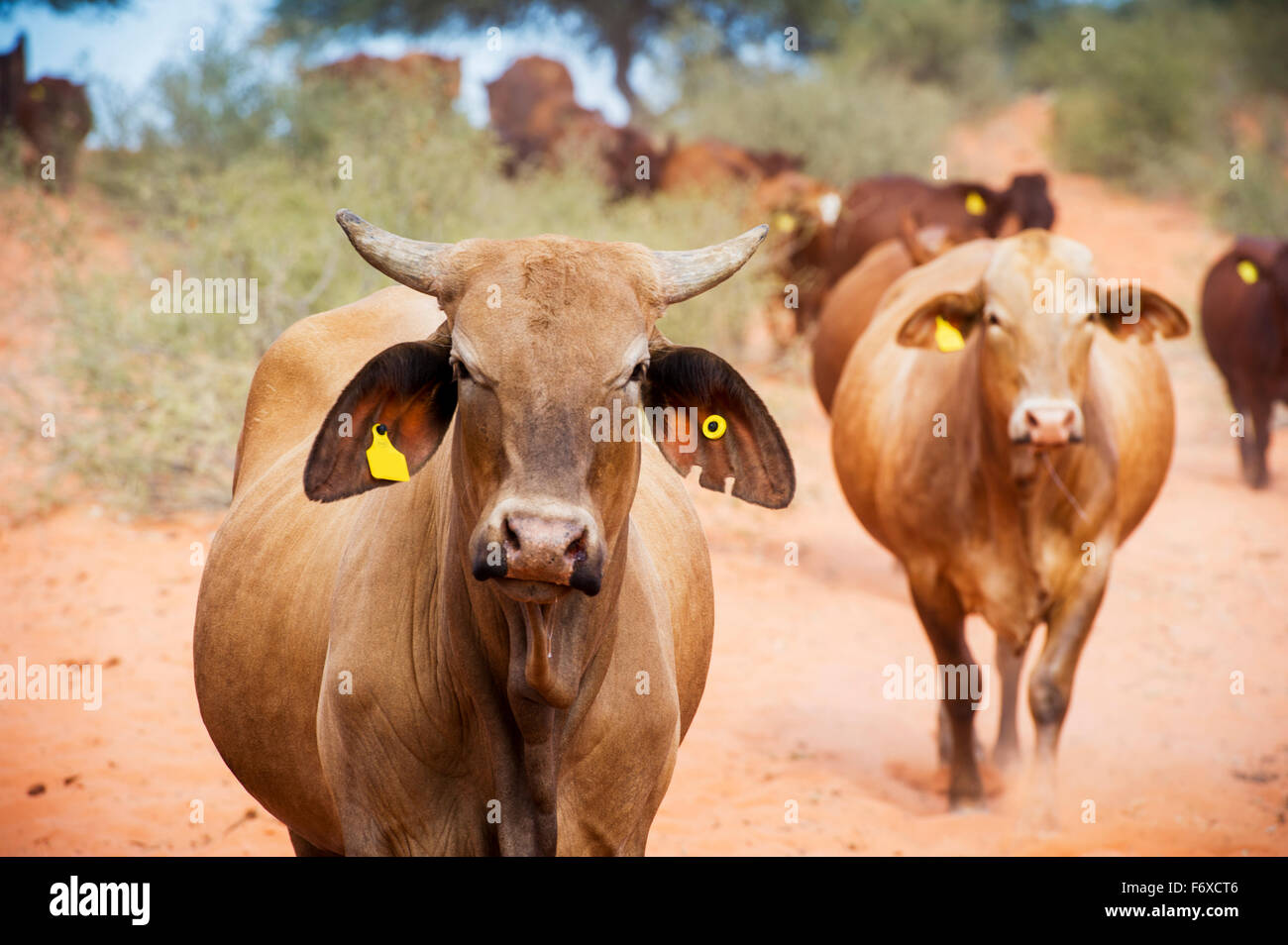 Beef cattle on a farm; Namibia Stock Photo - Alamy
