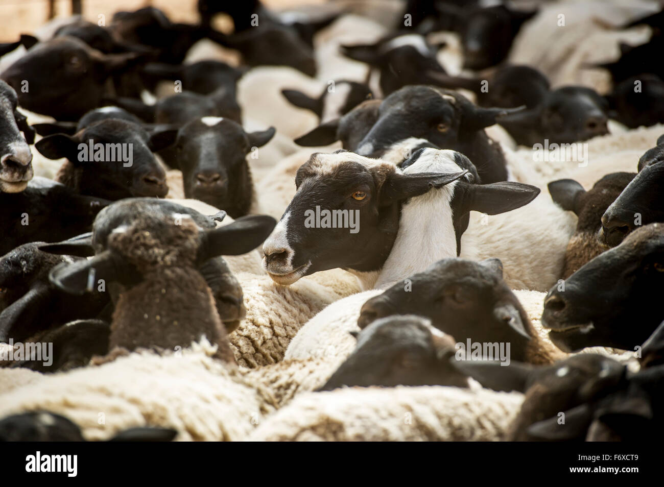 Sheep on farm namibia hires stock photography and images Alamy