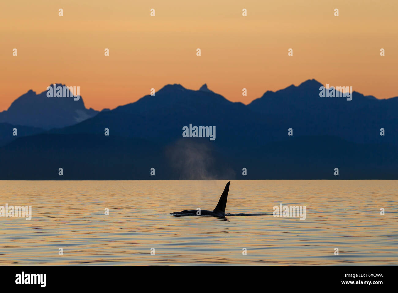 Orca Whale (Killer Whale) (Orcinus orca) surfaces in Lynn Canal on a ...