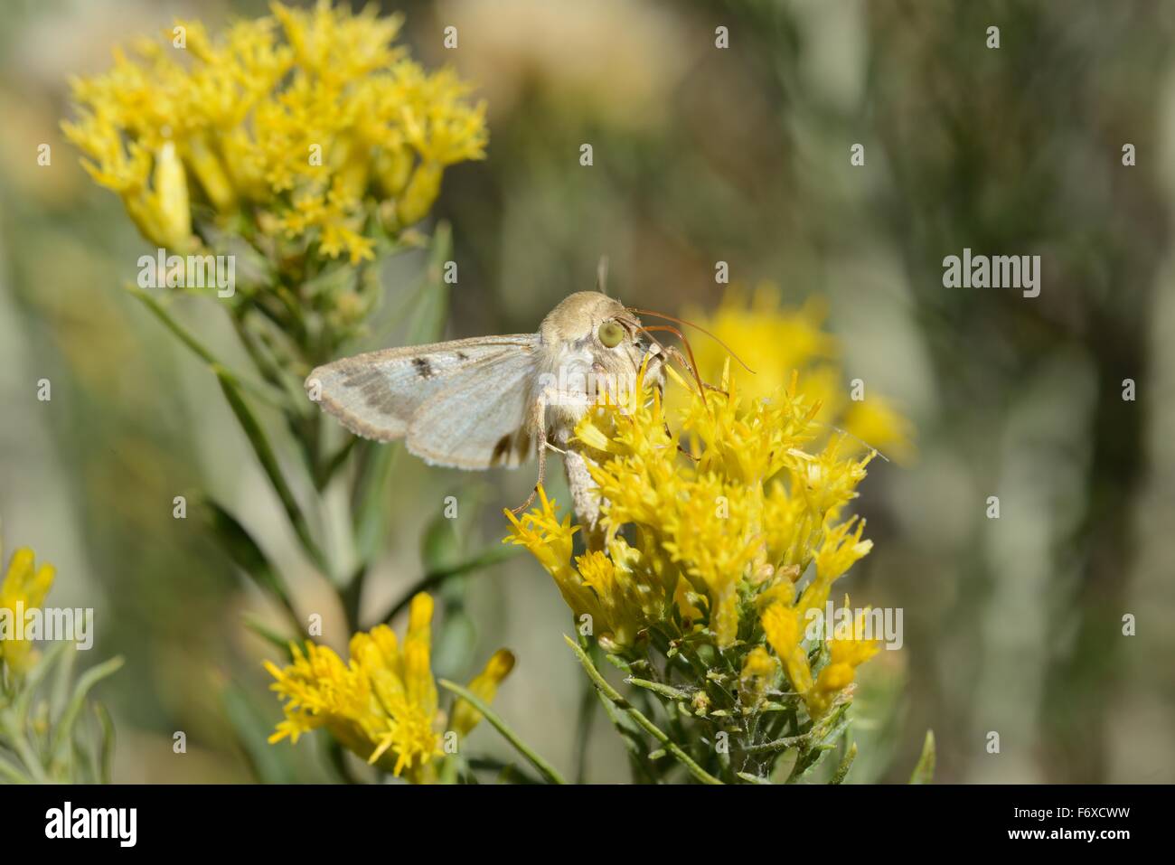 Golden Rabbitbrush with butterfly Stock Photo