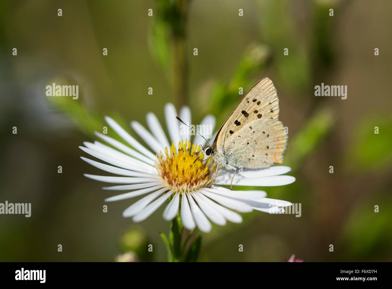 Copper Butterfly (Lycaenidae) seeks nectar from aster blossoms; Astoria, Oregon, United States of America Stock Photo
