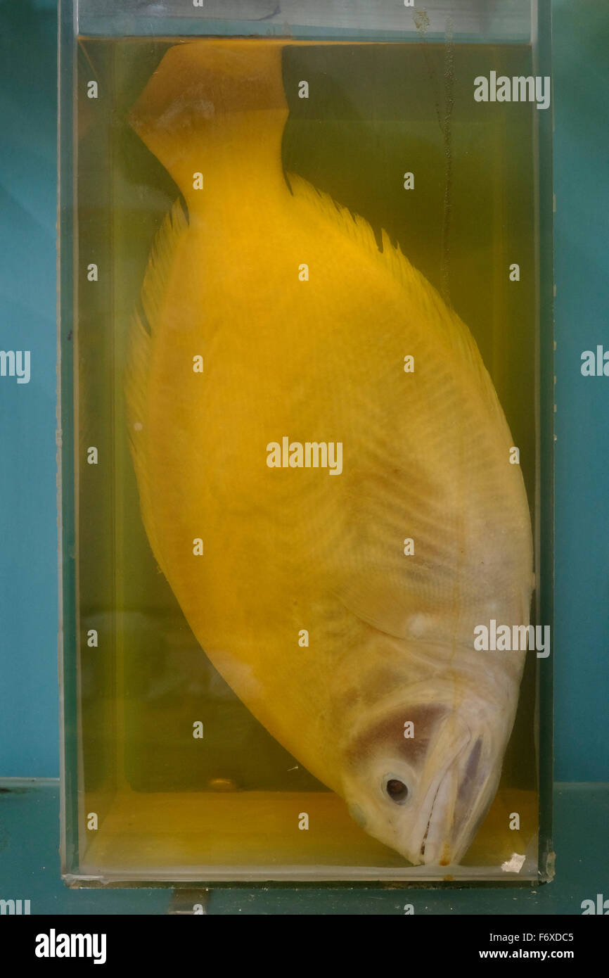 A fish preserved in formaldehyde liquid Stock Photo