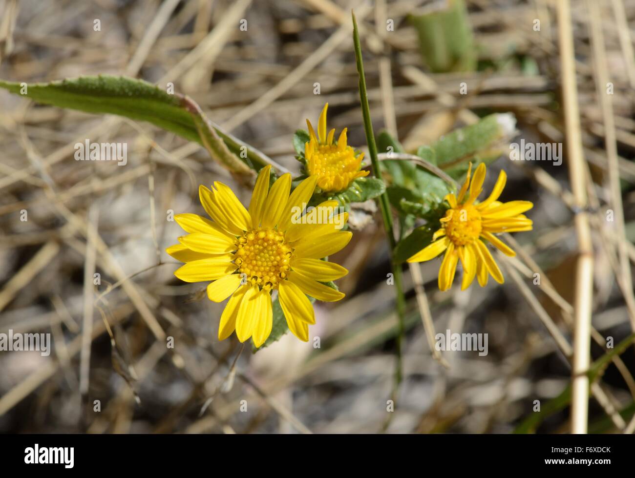 False Goldenaster Stock Photo