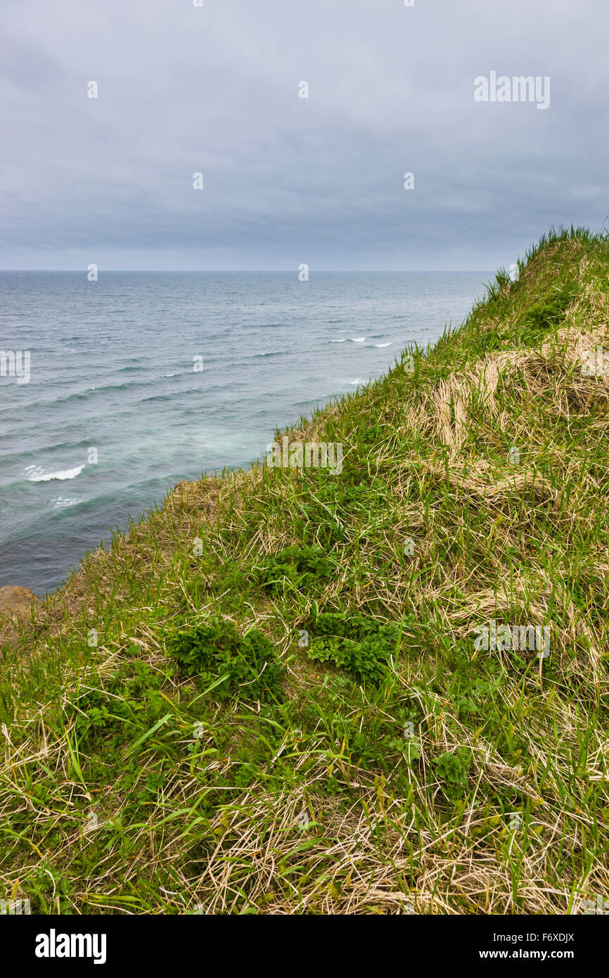 Tundra grasses on a hill along the shores of the Bering Sea, St. Paul Island, Southwestern Alaska, USA, Summer Stock Photo