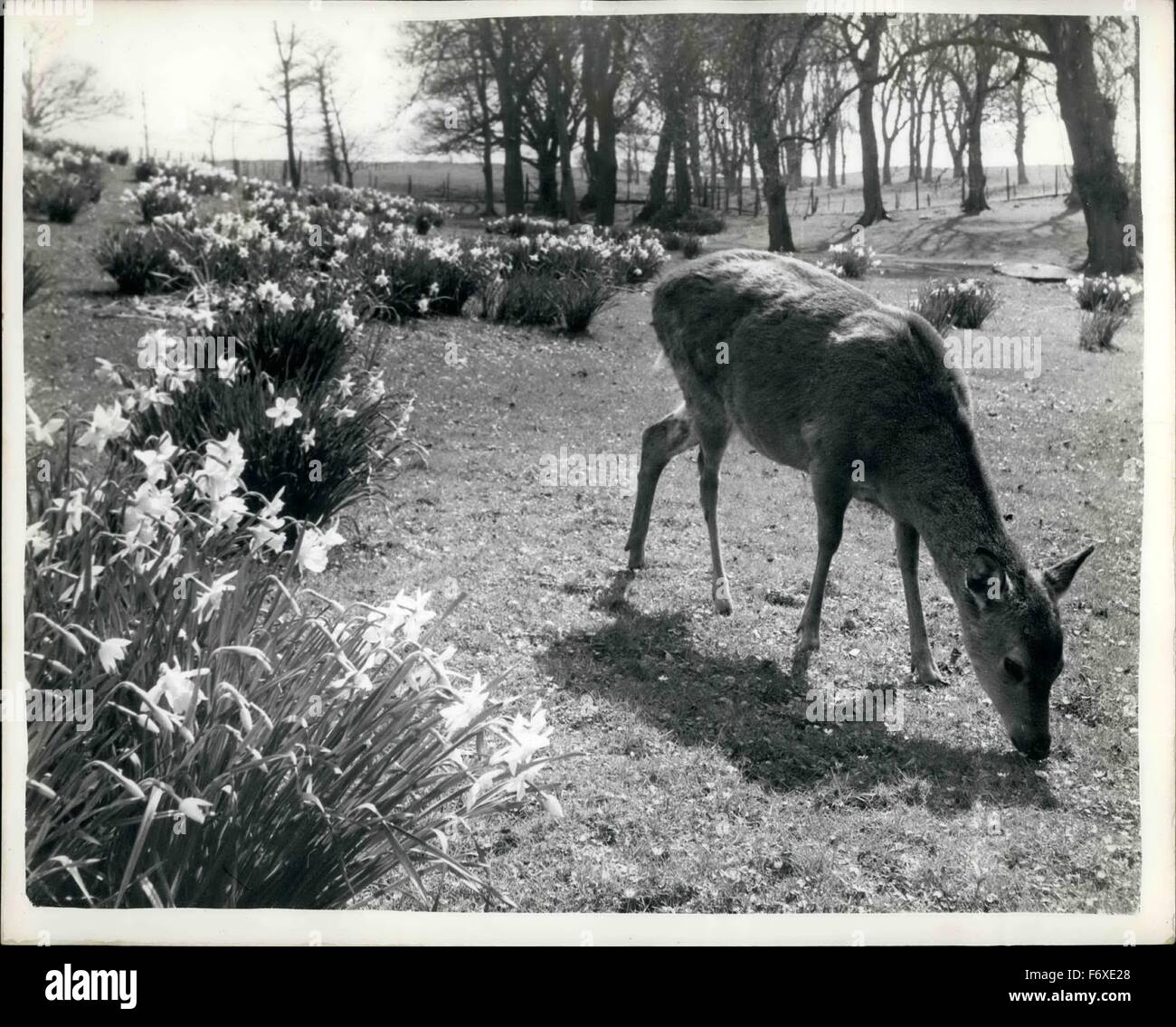 1962 Spring comes around once again very springlike and peaceful