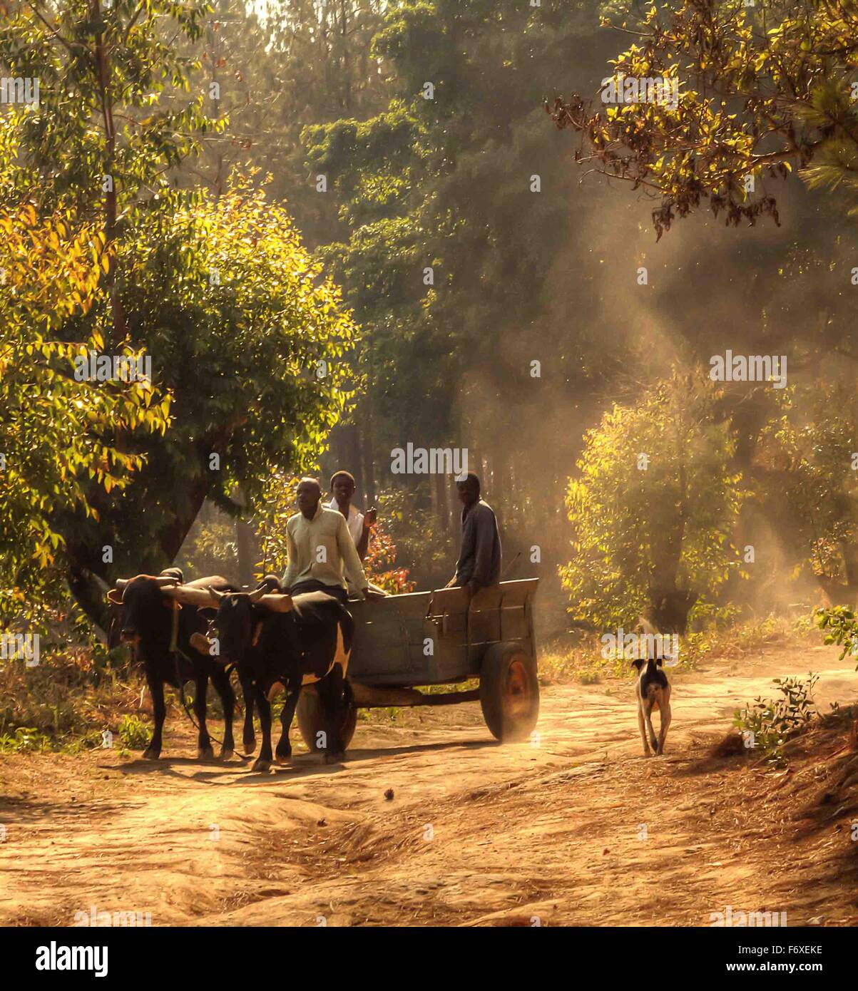 Three men sit in ox cart preparing to carry firewood from Chongoni Forest  near Dedza, Malawi, Africa Stock Photo