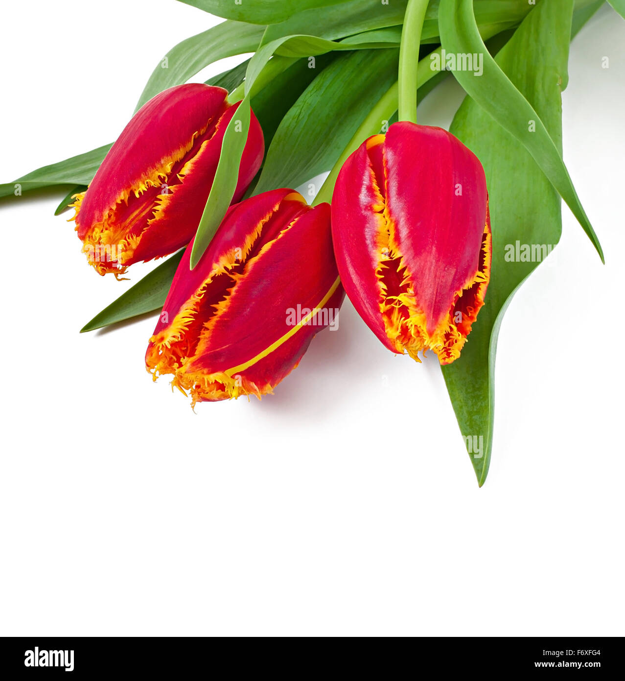 Spring bouquet of red tulips isolated on white background Stock Photo ...