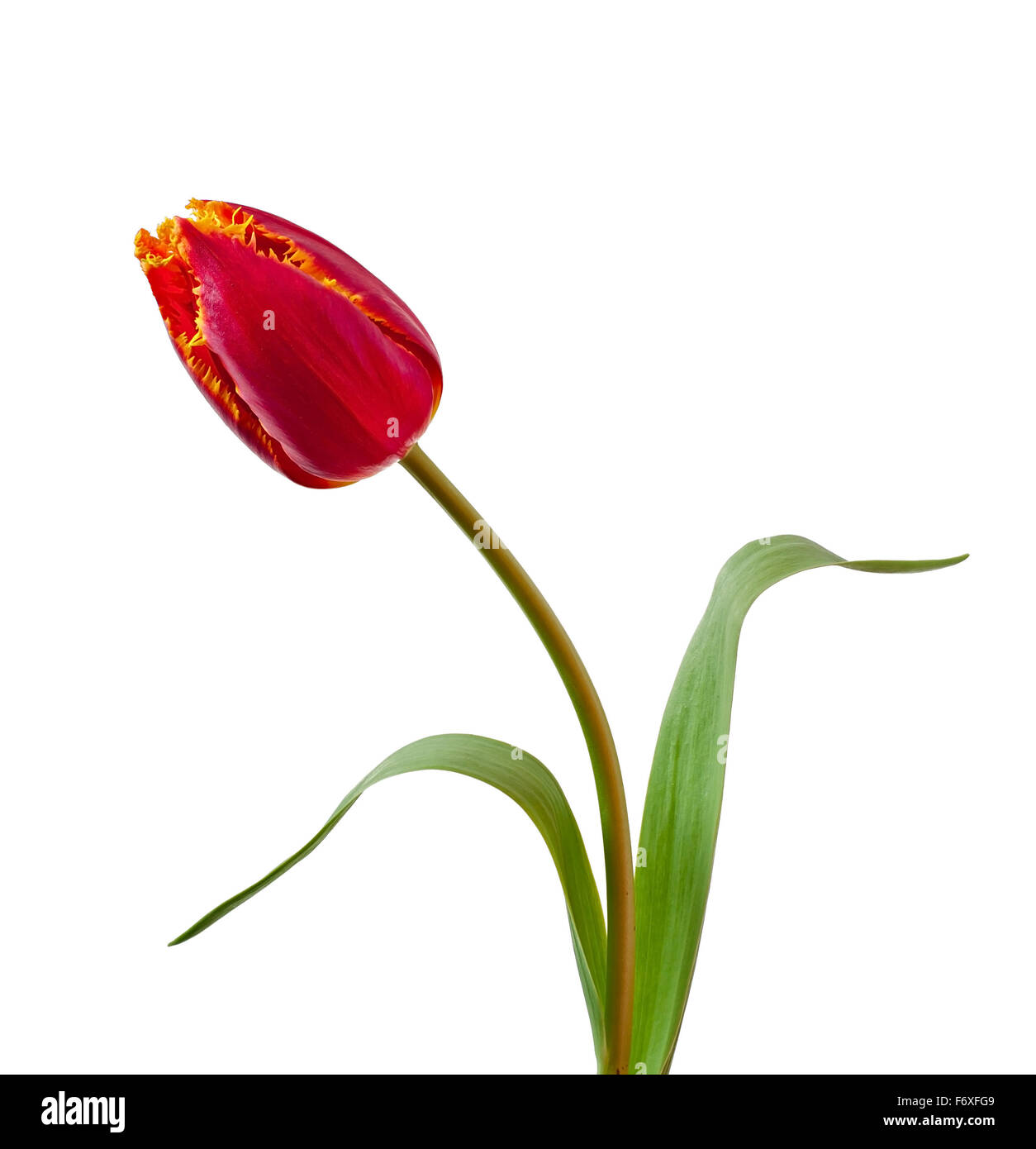 Spring bouquet of red tulips isolated on white background Stock Photo ...