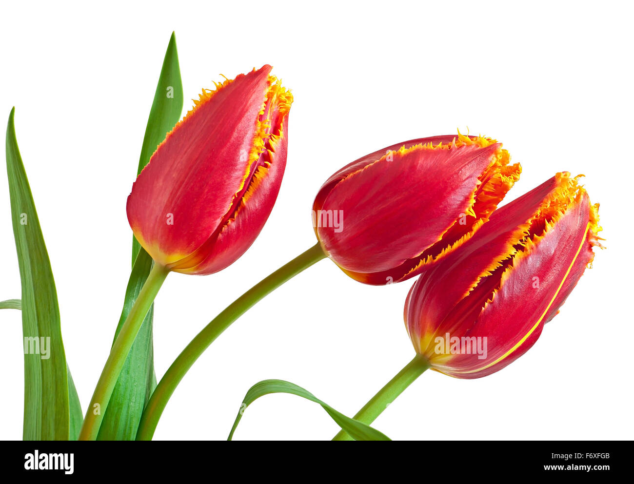 Spring bouquet of red tulips isolated on white background Stock Photo ...