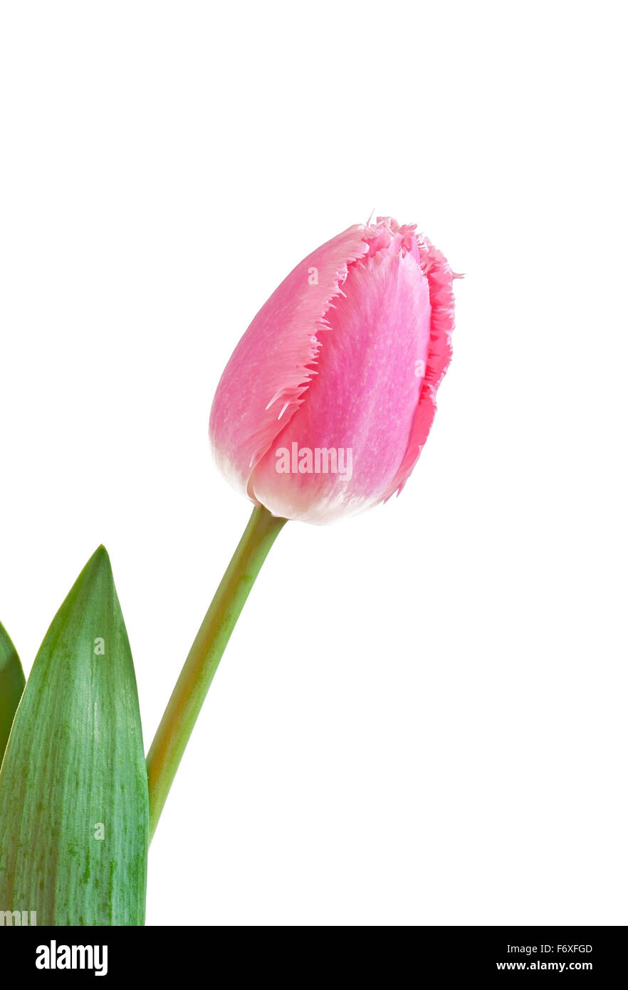 Pink tulip isolated on white background Stock Photo - Alamy