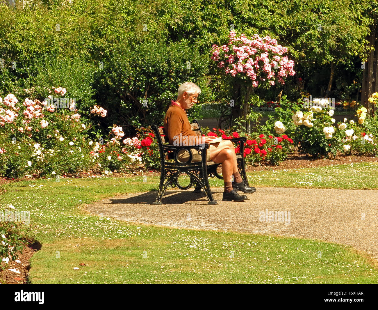 Time to sit and read in the summer sunshine amongst the flowers beds of Vivary Park in Taunton, Somerset, England, UK Stock Photo