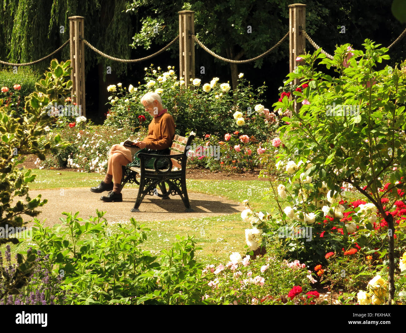 Time to sit and read in the summer sunshine amongst the flowers beds of Vivary Park in Taunton, Somerset, England, UK Stock Photo