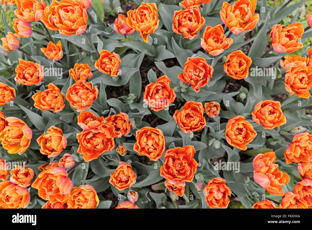 Blooming tulips (Tulipa), Orange Princess, Germany Stock Photo