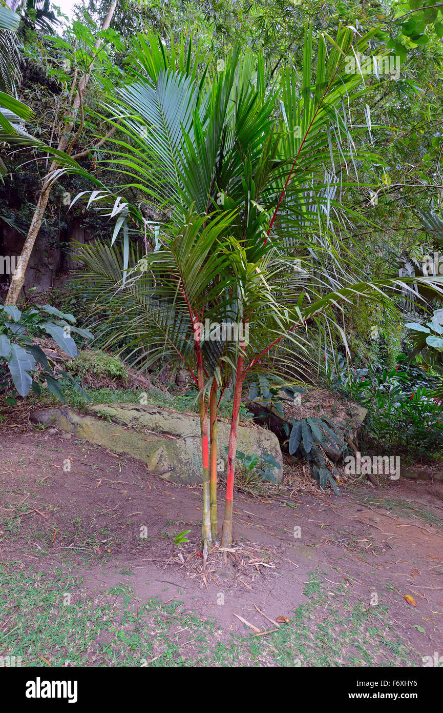 Red sealing wax palm or lipstick palm (Cyrtostachys Renda), Mahé Island, Seychelles Stock Photo