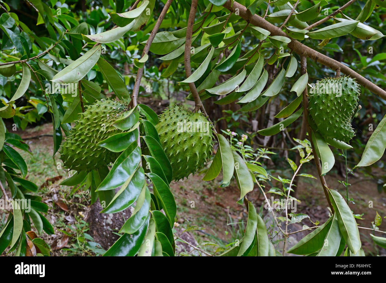 Soursop (Annona muricata) fruit, medicinal plant, Mahé Island, Seychelles Stock Photo