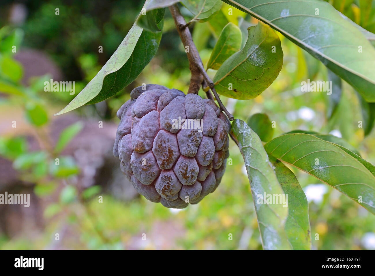 Custard apple, wild-sweetsop or ox-heart (Annona reticulata), fruit, Mahé Island, Seychelles Stock Photo