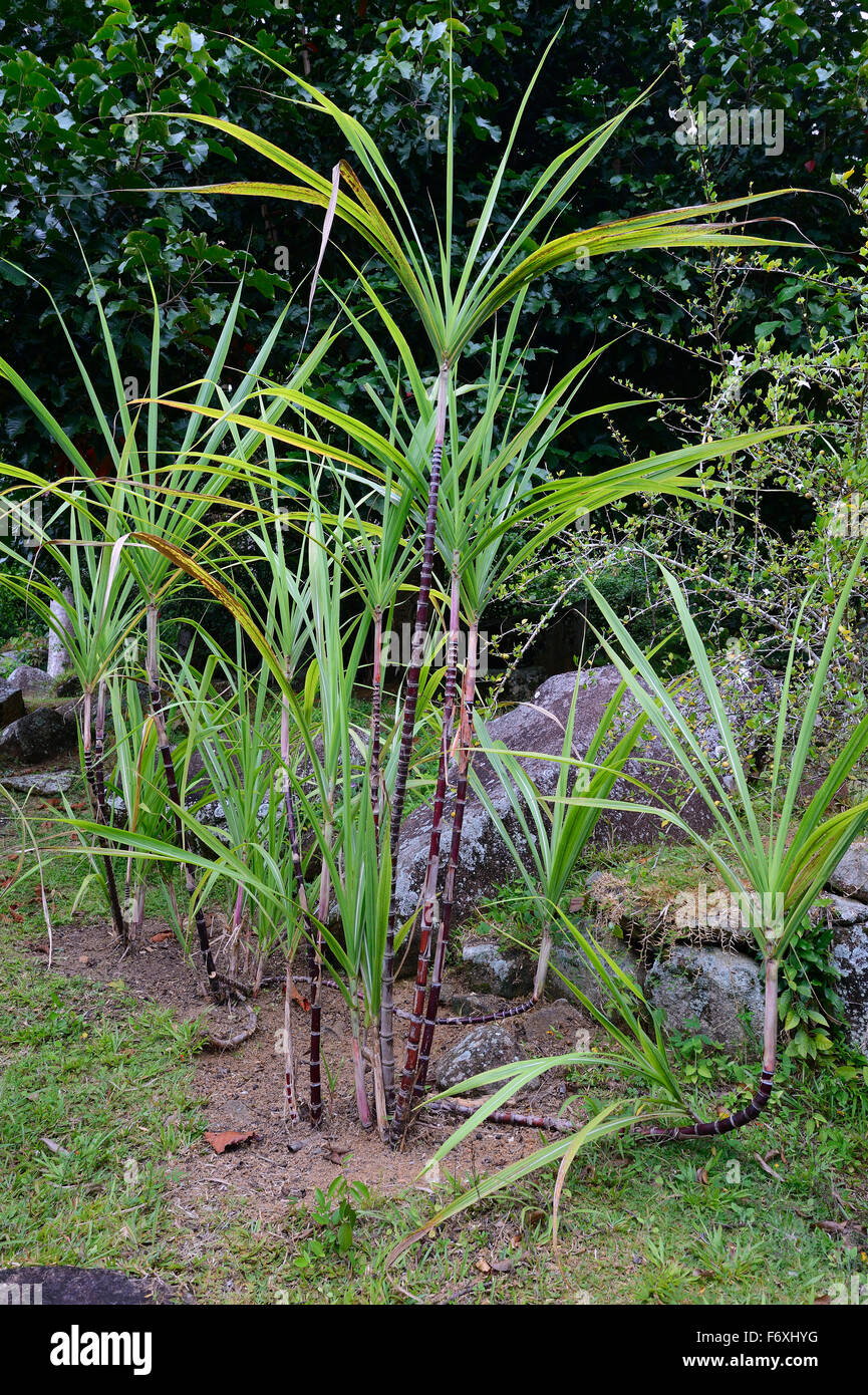 Sugarcane (Saccharum officinarum), Mahé Island, Seychelles Stock Photo