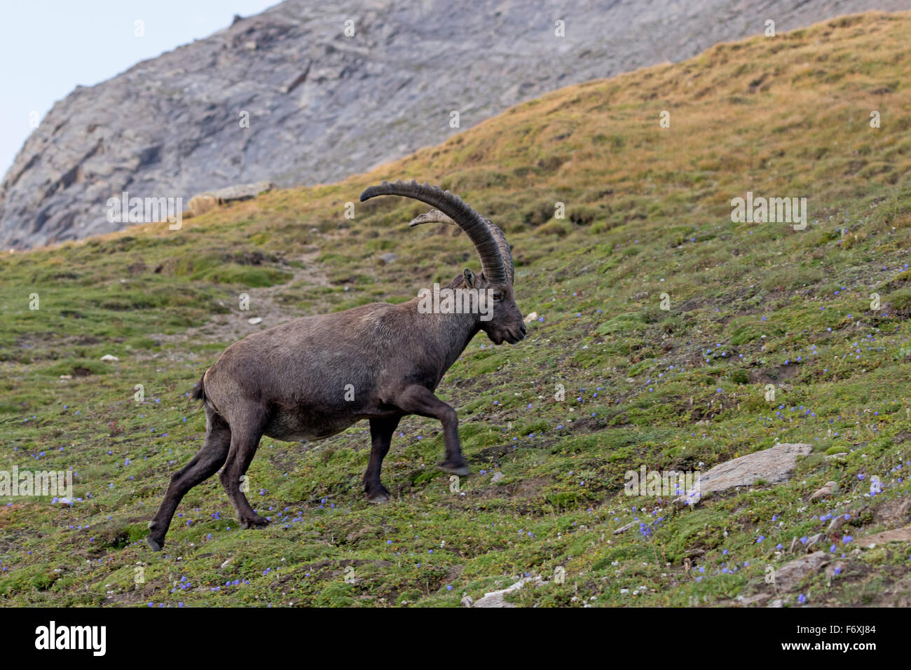 Alpine ibex, High Tauern National Park, Carinthia, Austria, Europe / Capra Ibex Stock Photo