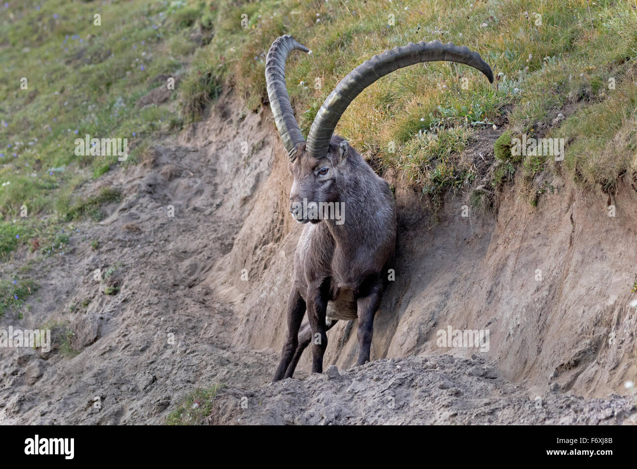 Alpine ibex, High Tauern National Park, Carinthia, Austria, Europe / Capra Ibex Stock Photo