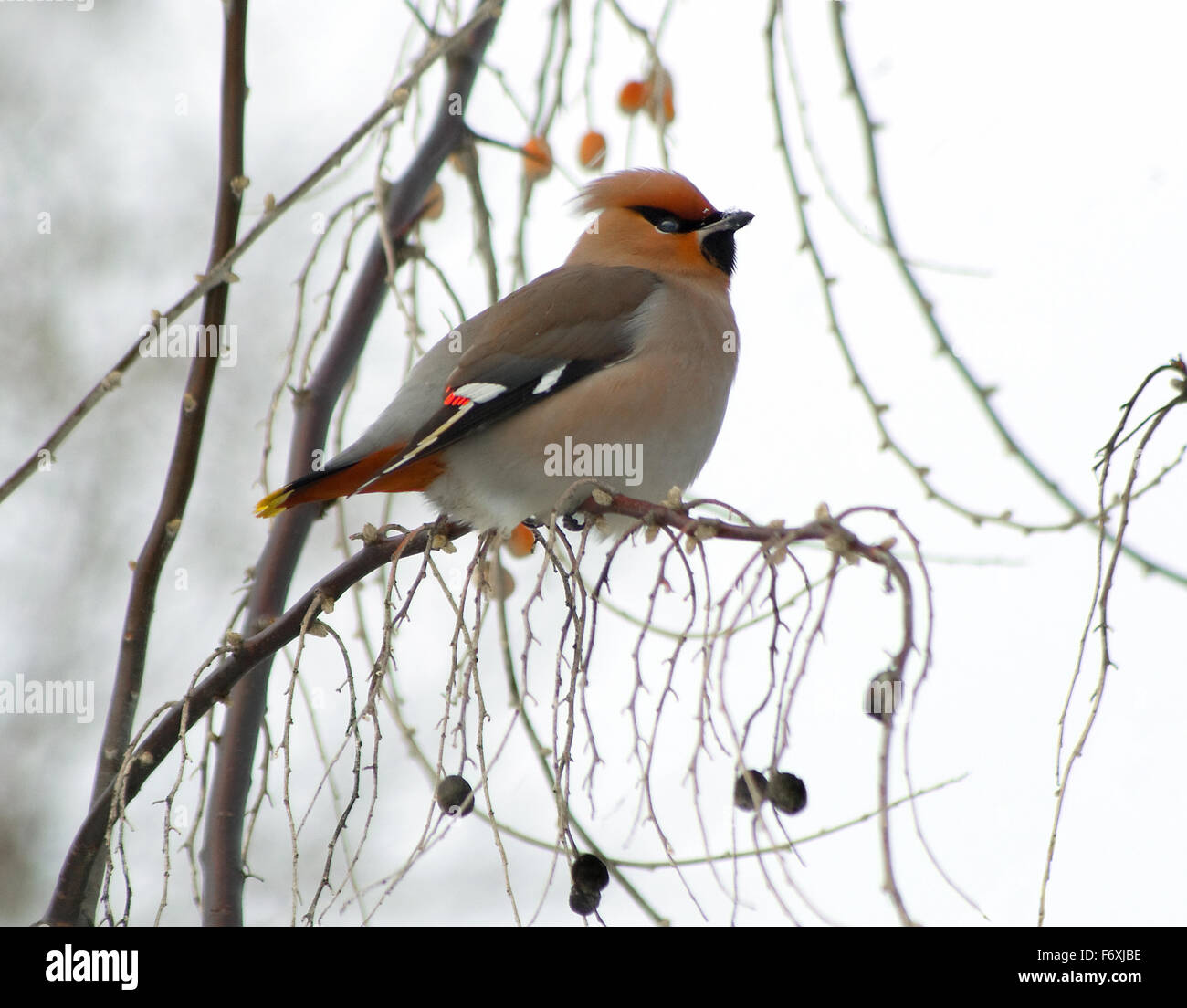Flock of birds in the svirestely winter on branches eat fruits