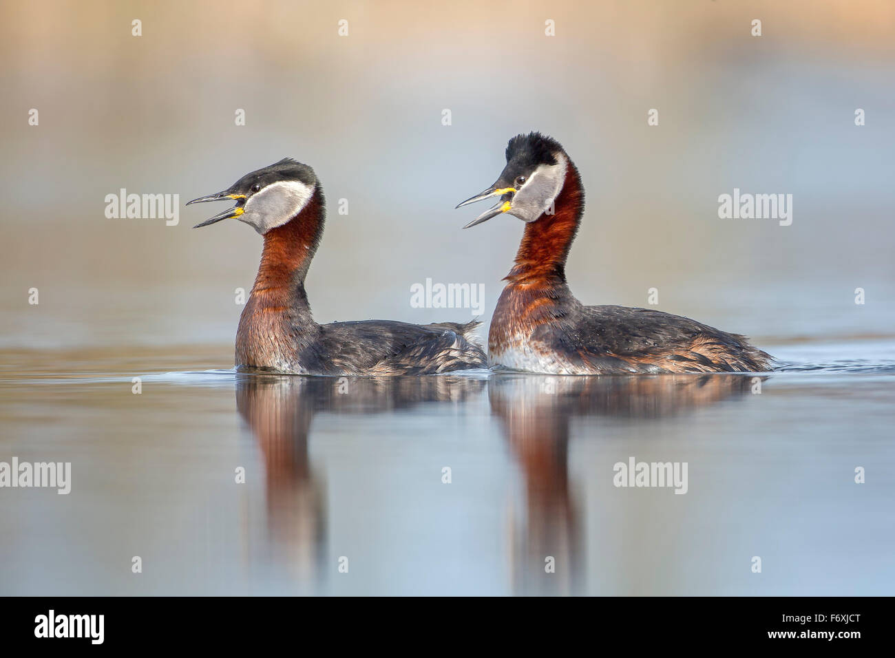 Red-necked grebe (Podiceps grisegena) pair, mating, courtship, Middle Elbe Biosphere Reserve, Saxony-Anhalt, Germany Stock Photo