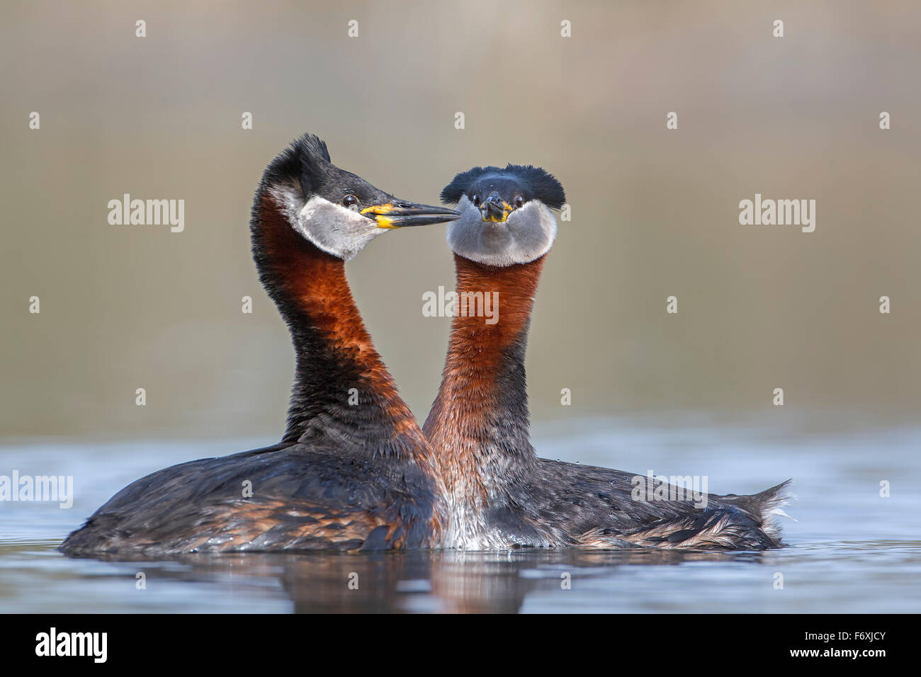 Red-necked grebe (Podiceps grisegena) pair, mating, courtship, Middle Elbe Biosphere Reserve, Saxony-Anhalt, Germany Stock Photo