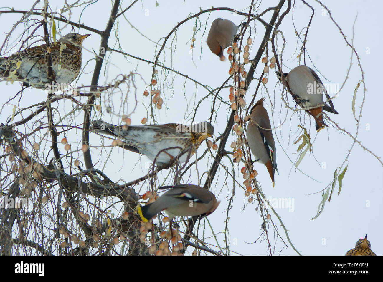 Flocks of birds of svirestel and thrushes of ryabinnik on branches eat in the winter fruits. (Bombycilla garrulus), Stock Photo
