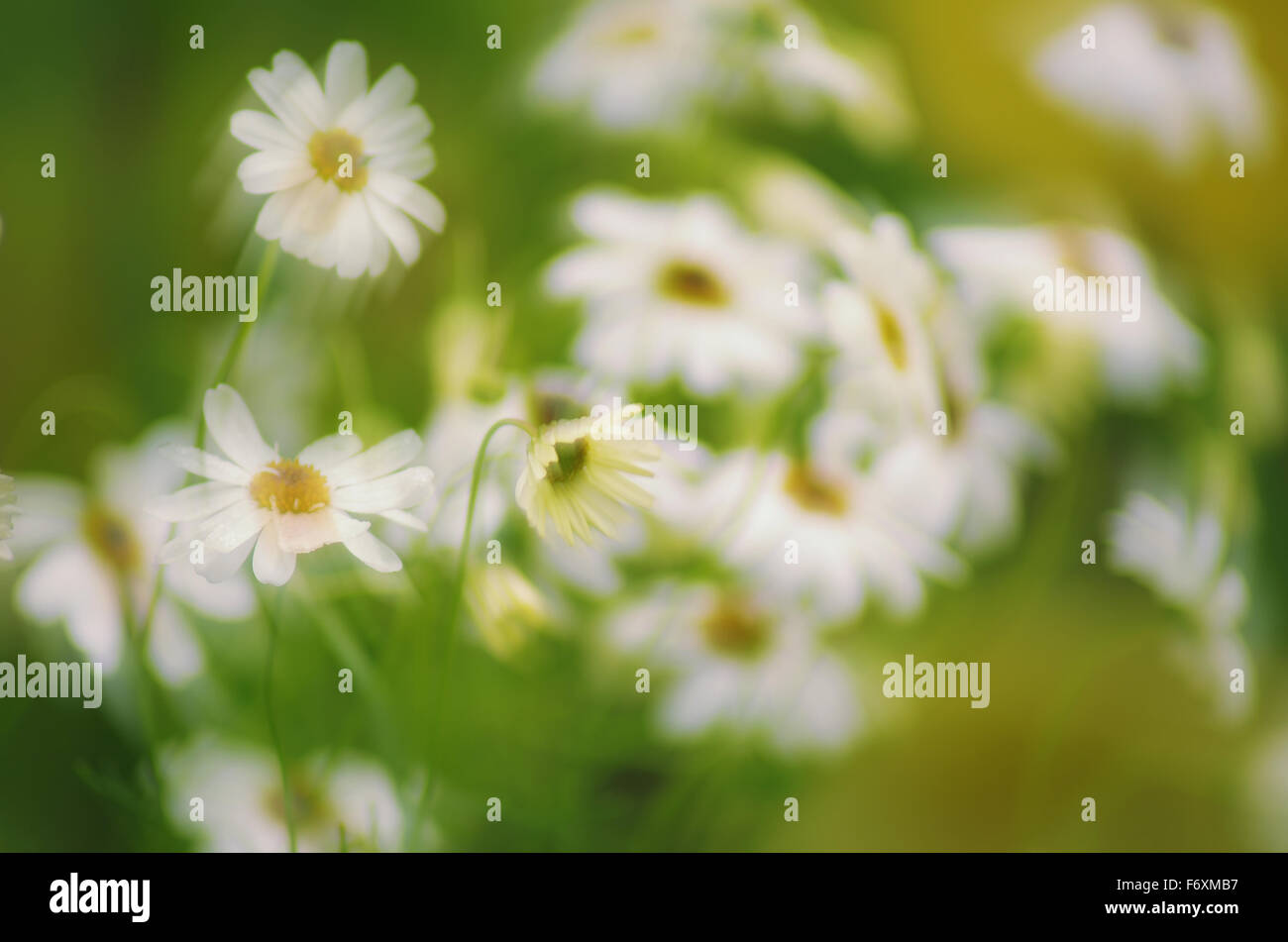 Background with summer flowers Stock Photo - Alamy