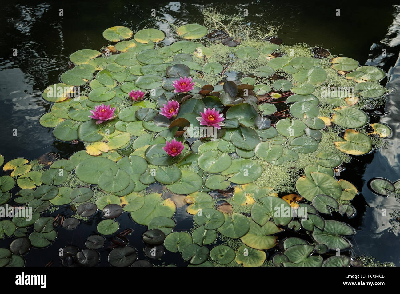 Collection of lily pads on a pond Stock Photo Biology Diagrams