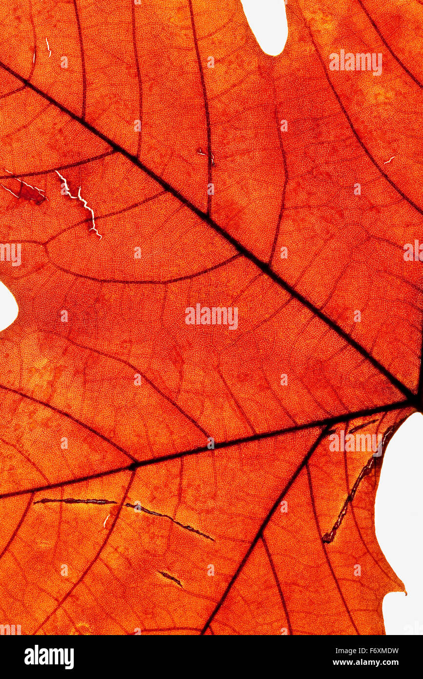 Extreme Closeup of Autumn Leaf - Isolated on White Stock Photo
