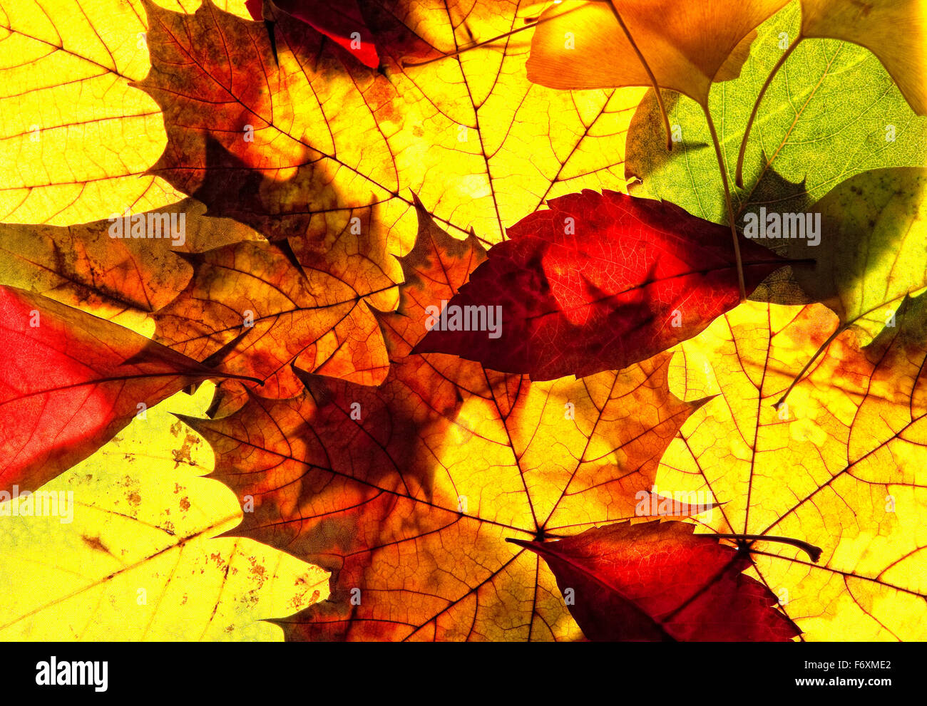 Closeup of Colorful Autumn Leafs Stock Photo