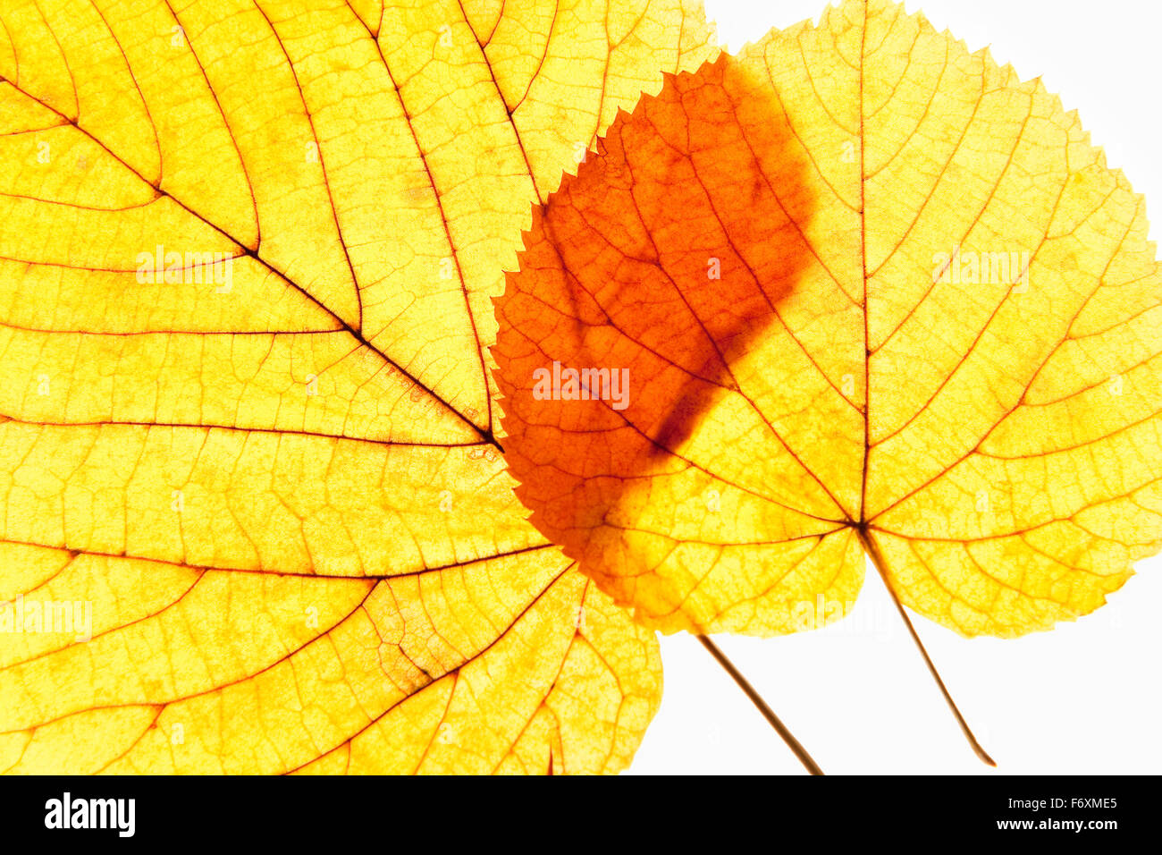 Closeup of Autumn Leafs - Isolated on White Stock Photo