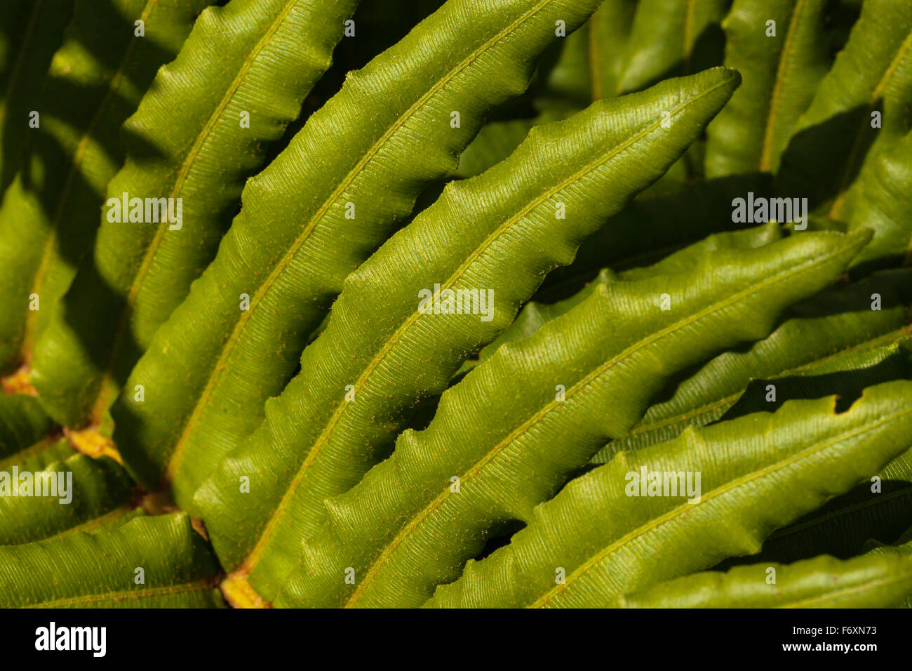 Plant with bipinnate leaves Stock Photo