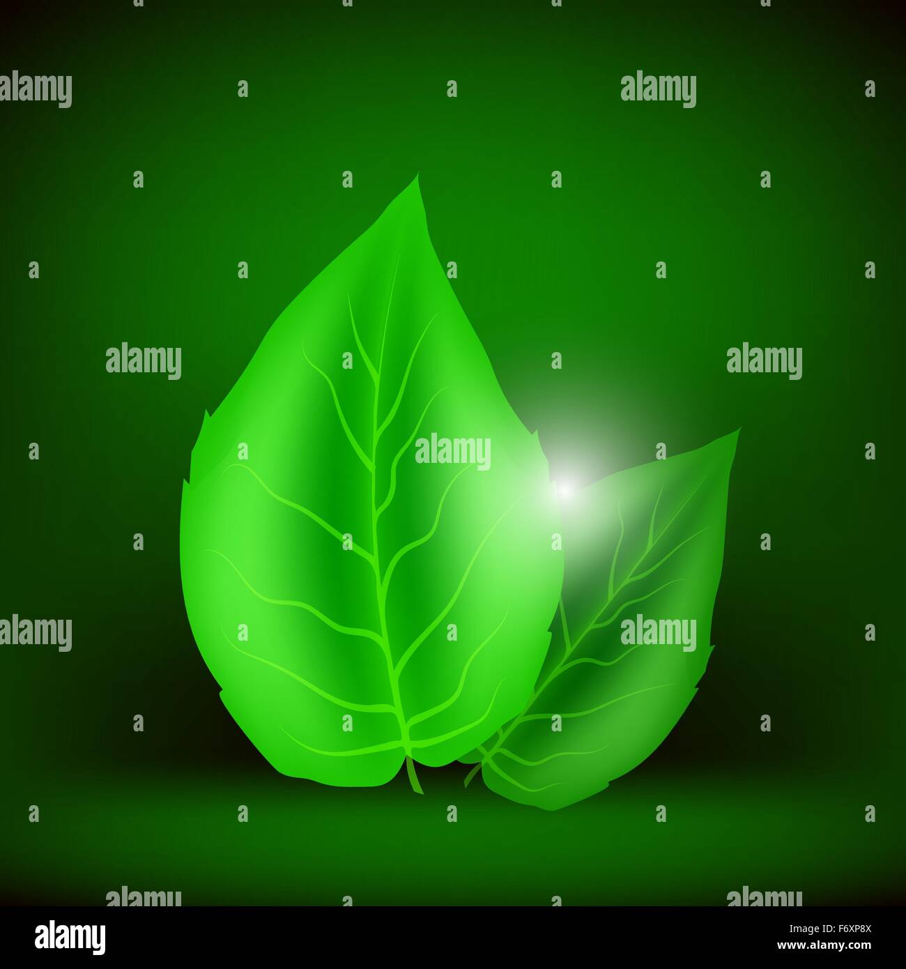 Two Green Leaves Stock Vector Image & Art - Alamy