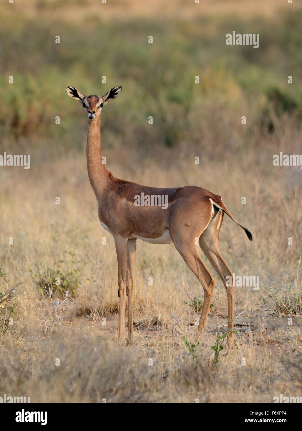Gerenuk Hi res Stock Photography And Images Alamy