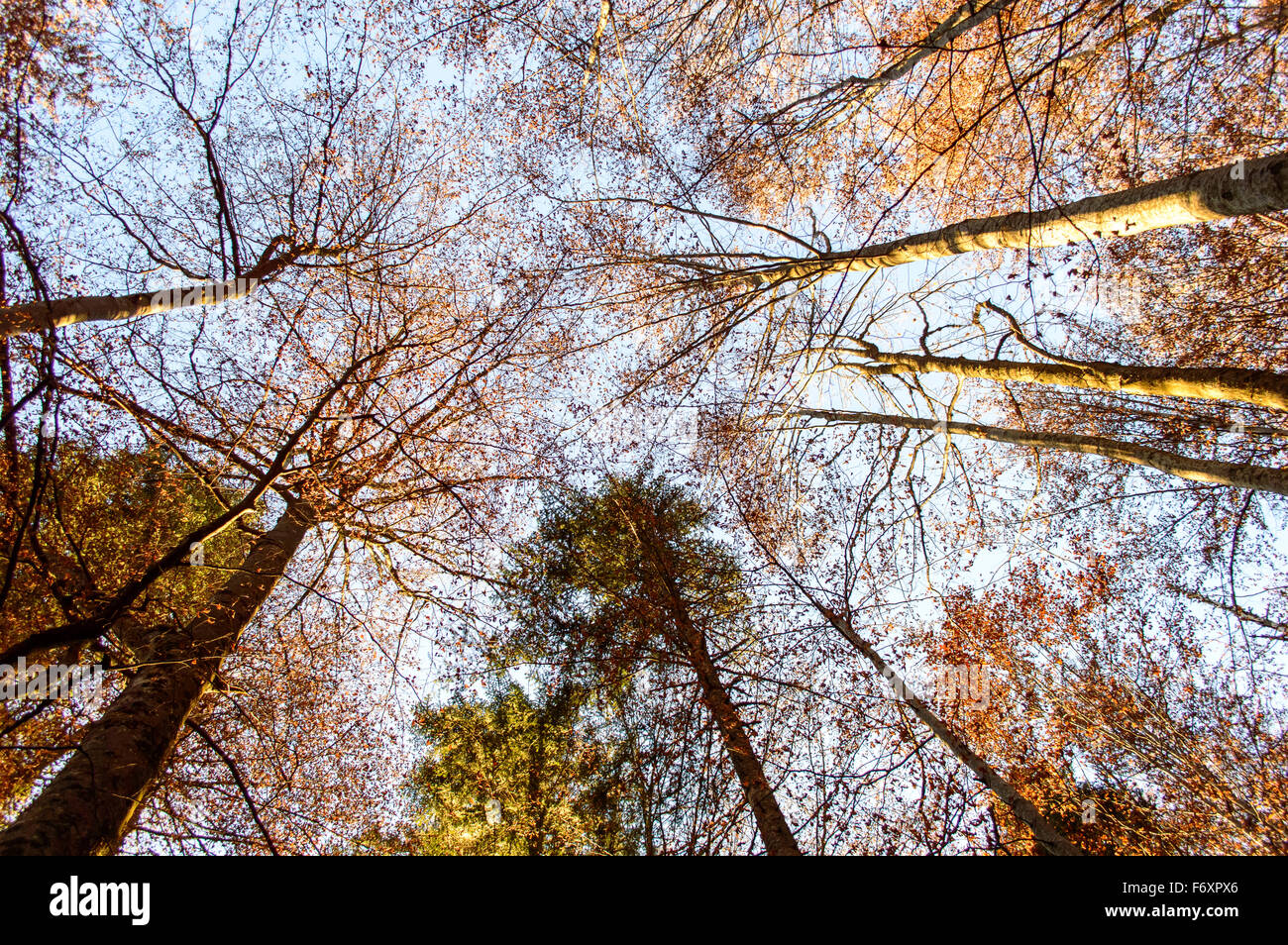 trees in autumnal forest Stock Photo - Alamy