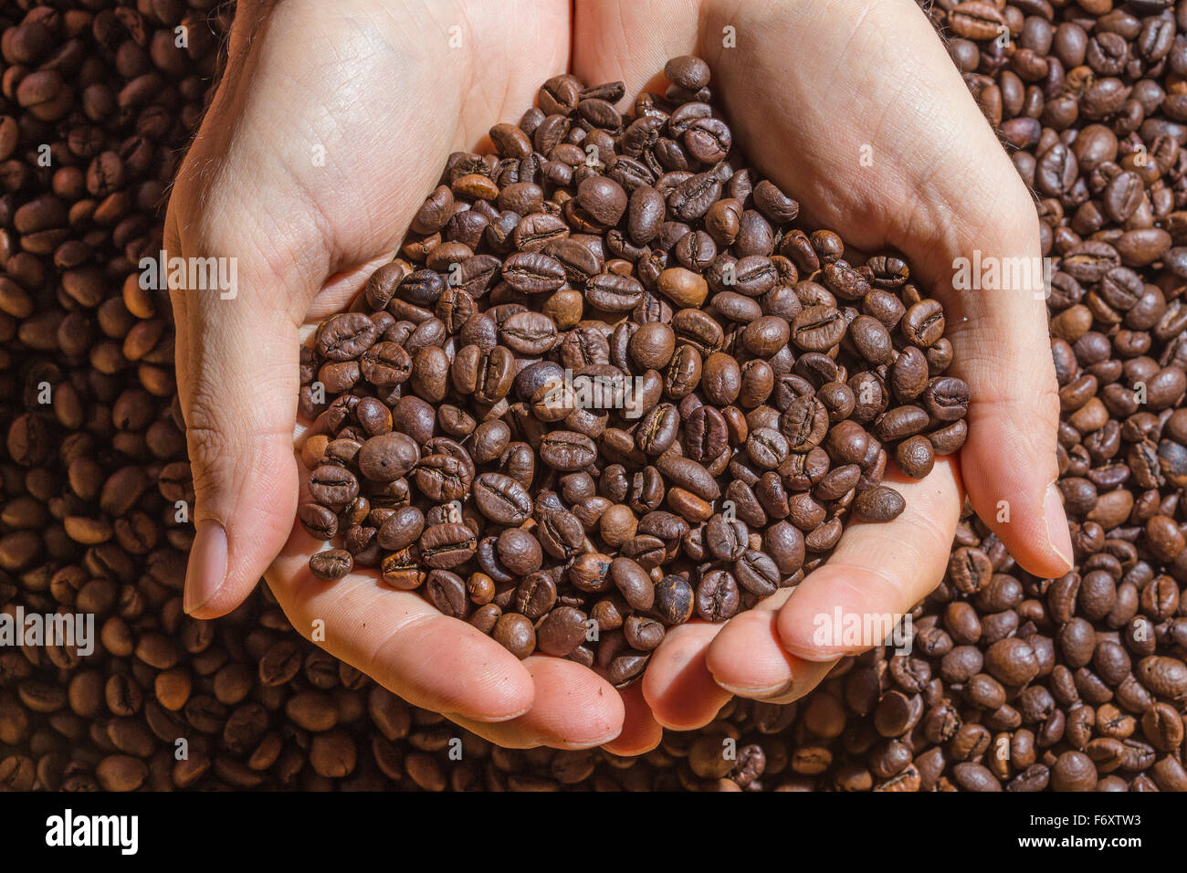 Handful of roasted brown coffee beans hold by cupped hands. Coffee beans as uniform background. Stock Photo