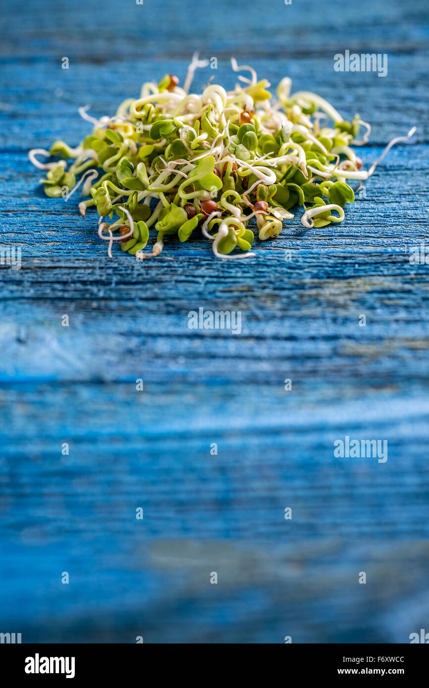 Sprouted radish seeds with space for your text Stock Photo