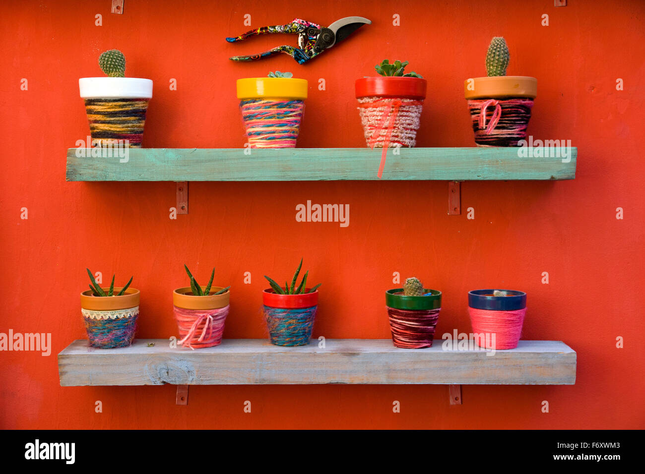 A Shelf full of cacti in colurful flower pots Stock Photo
