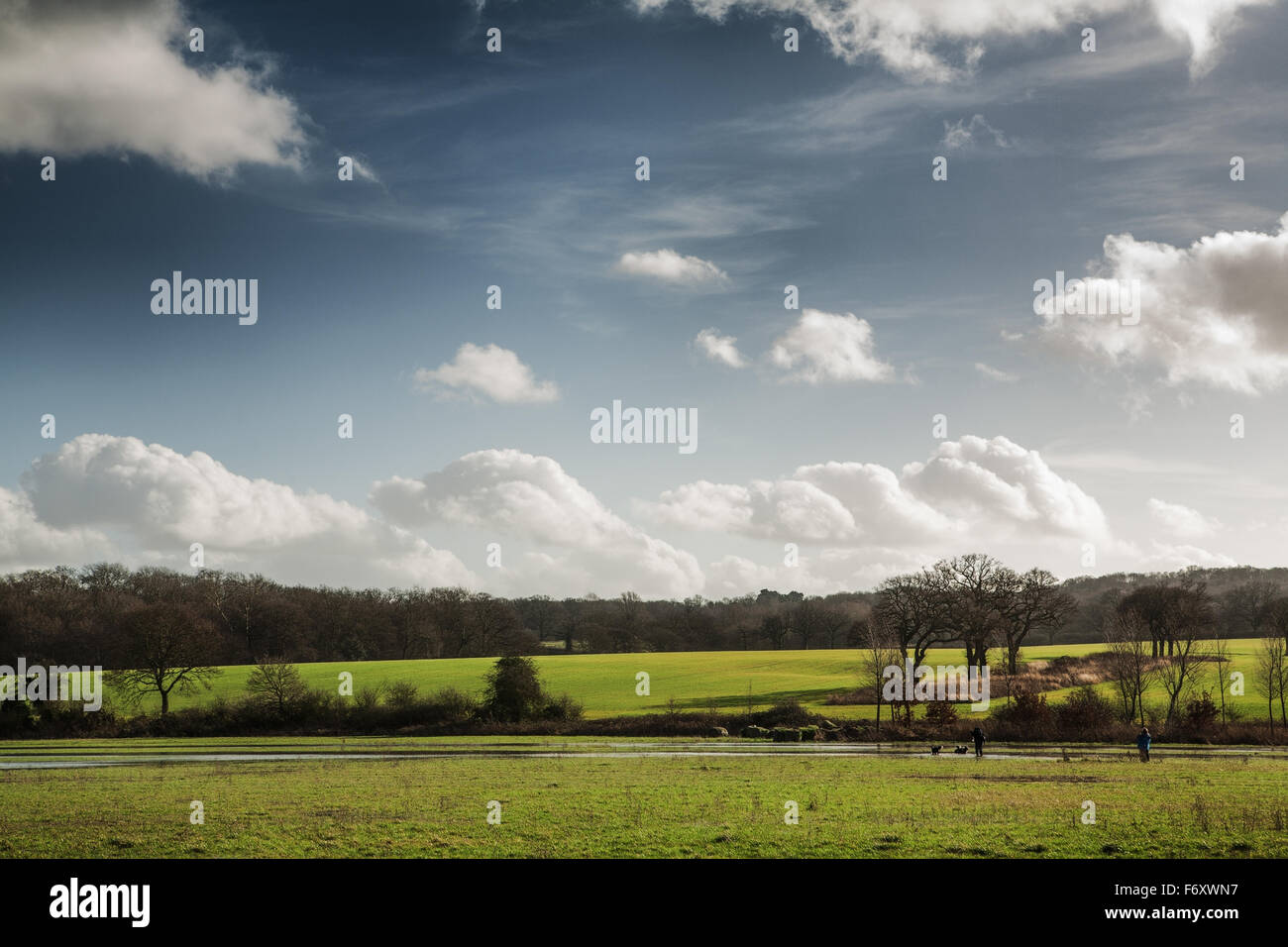 Flooded field after heavy rain in essex, england Stock Photo - Alamy