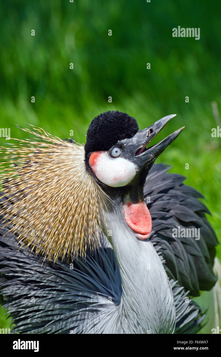 Crowned Crane on green blur background Stock Photo - Alamy