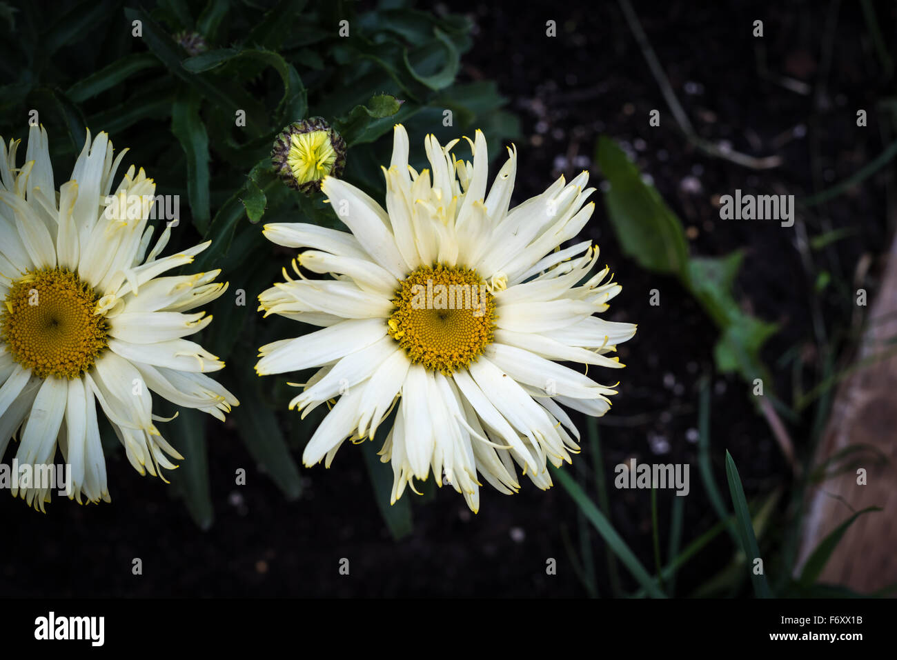 Shasta Daisy flowers. Leucanthemum x superbum Real Glory Stock Photo